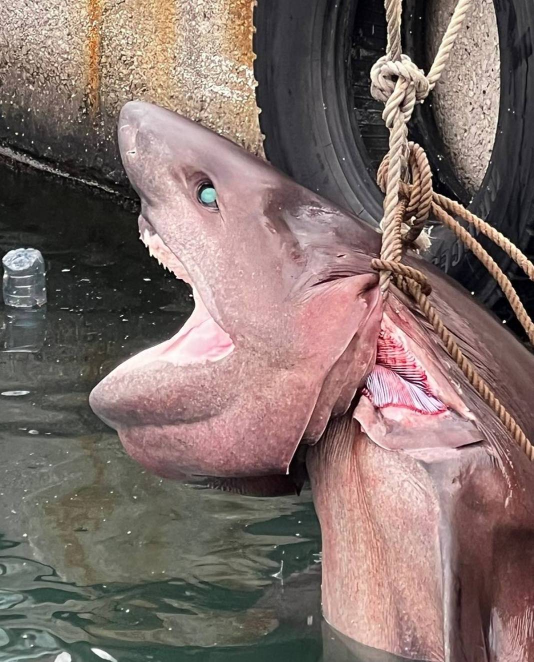 O ilimizde son 20 günde 2 köpekbalığı yakalandı! Deniz kıyısına gidenler dikkat etmeli 21